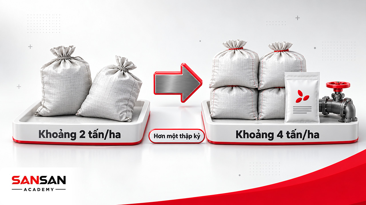 Khay ruộng hai bao lúa bên trái và bốn bao bên phải, năng suất tăng gấp đôi nhờ Cách mạng xanh