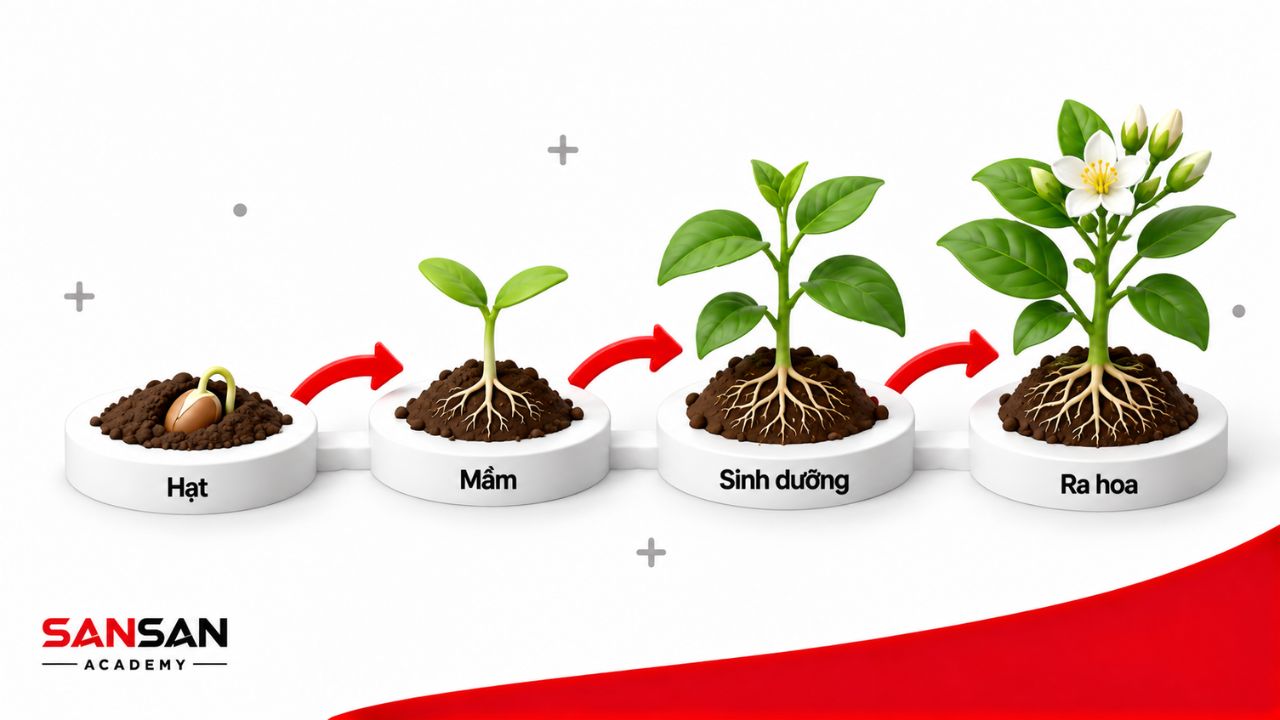 Cây phát triển từ hạt đến giai đoạn ra hoa